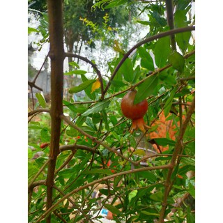 cành triết lựu Ấn Độ