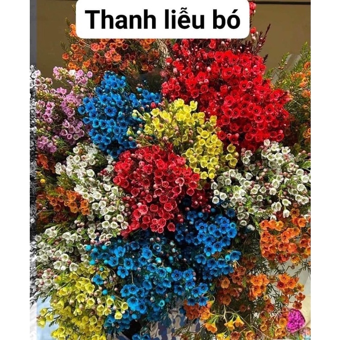 THANH LIỄU RỰC RỠ TRANG TRÍ NHÀ CỬA XUÂN VỀ