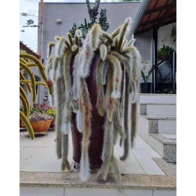 Chậu cứng Xương rồng đuôi hồ ly