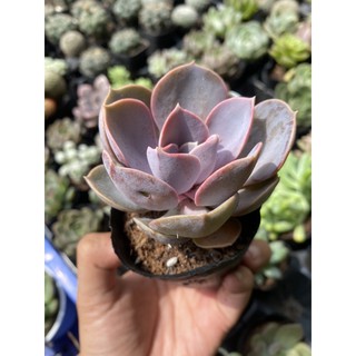 Sen đá Hồng Dâu 5cm