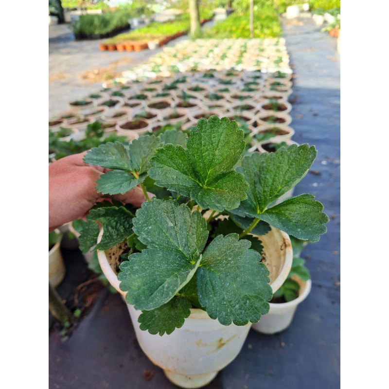 Chậu cây dâu tây Pháp