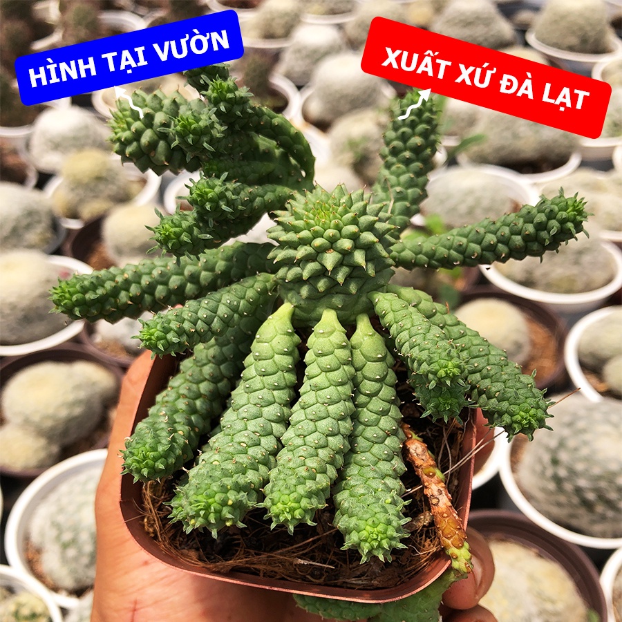 Xương Rồng EUPHORIBIA Chân Rết Size Chậu Vuông 7cm, 1 Đổi 1 (Xương Rồng Nhật Tân)