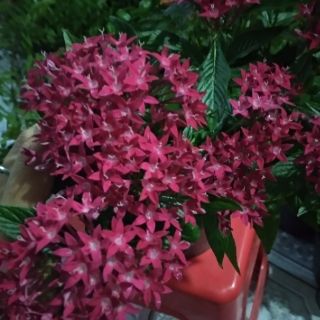 Diễm Châu ... hồng đậm