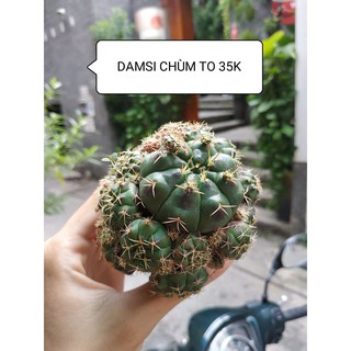 Xương rồng DAMSI