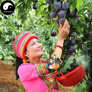 CÂY MẬN ĐEN + Tặng (0,3kg) phân hữu cơ cao cấp