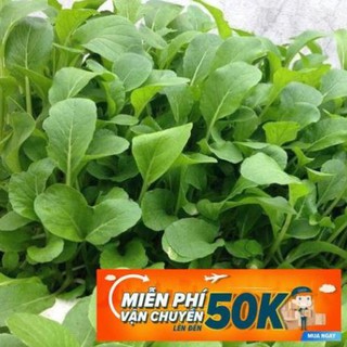 20g Hạt giống Cải ngọt