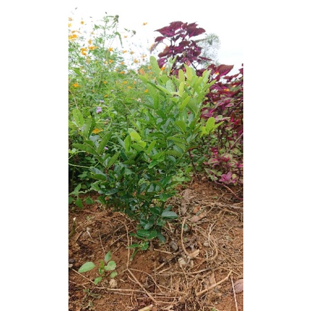 Cây siro 40cm, 30cm