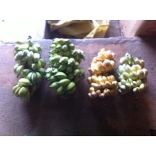 Chuối hột rừng tươi -