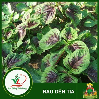Hạt giống rau Dền tía RD 08 - 20g