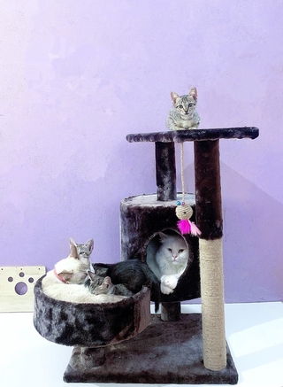 Cattree Nhà cây cào móng cho mèo