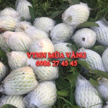Bao bóng  BỌC bao trái ổi có đục đáy ngang 15 x dài 20 cm 1kg 55k dùng cho 2kg xốp ỔI