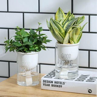 Chậu tự hút nước Good morning