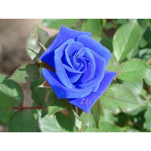 Hạt giống hoa Hồng Xanh (Blue Rose)