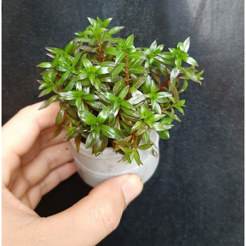 15 Cây thủy sinh diệp tài hồng lá hẹp - dễ trồng không cần c02