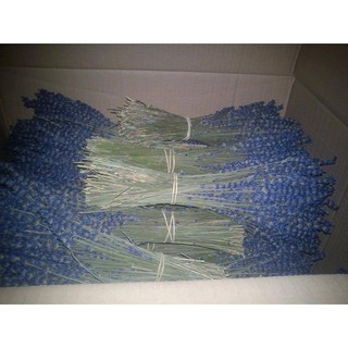 HOA LAVENDER NHẬP KHẨU PHÁP
