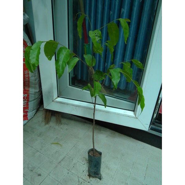 Cây sao đen, chiều cao từ 50cm (FreeShip)