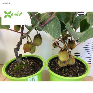 Hạt Giống Kiwi - 30 Hạt