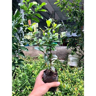 Cây giống bông trang (hoa mẫu đơn) sen đỏ