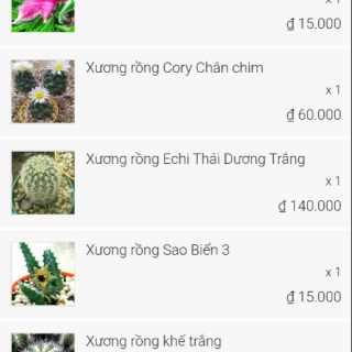 Combo xương rồng khách Kim Liên ạ