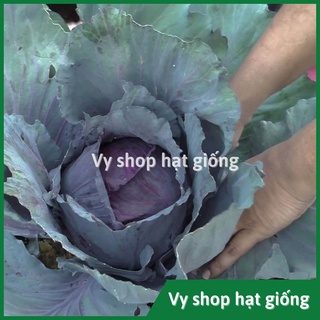 Hạt giống bắp cải tím gói 170 hạt