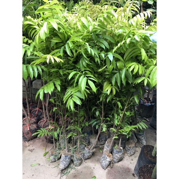 Cây quả sấu cao 1m