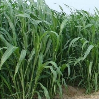 Hạt giống cỏ voi gói 10g