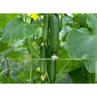 Hạt Giống Dưa Chuột Nếp Ta