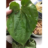 Cây dỗi ăn lá, lá thơm mùi tinh dầu như hạt dổi, ăn kèm rất ngon