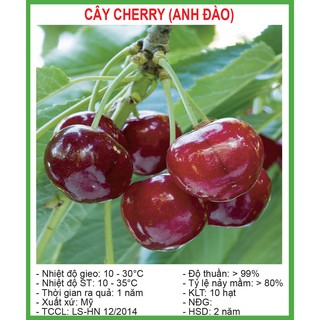 Hạt giống Quả Anh Đào (Cherry) 10 Hạt/ Gói