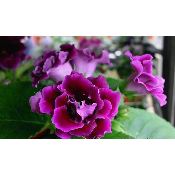 ạt giống hoa Tử la lan - Nảy mầm tốt - Tặng kèm 1 gói bón lá và 1 gói kích nảy mầm, có tờ hướng dẫn trồng Chưa Có Đánh G