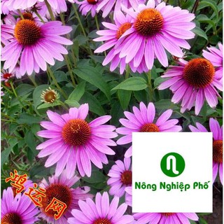 50 hạt giống hoa cúc tím đẹp PHUNONG