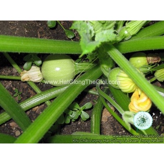 25.hat hạt giống bí ngòi banh xanh sáng f1 tg204