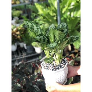 Chậu cây Thanh Hậu để bàn