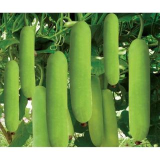 Hạt giống Bầu SAO Lai (10 hạt) hạt chất lượng - HÀNG CÔNG TY