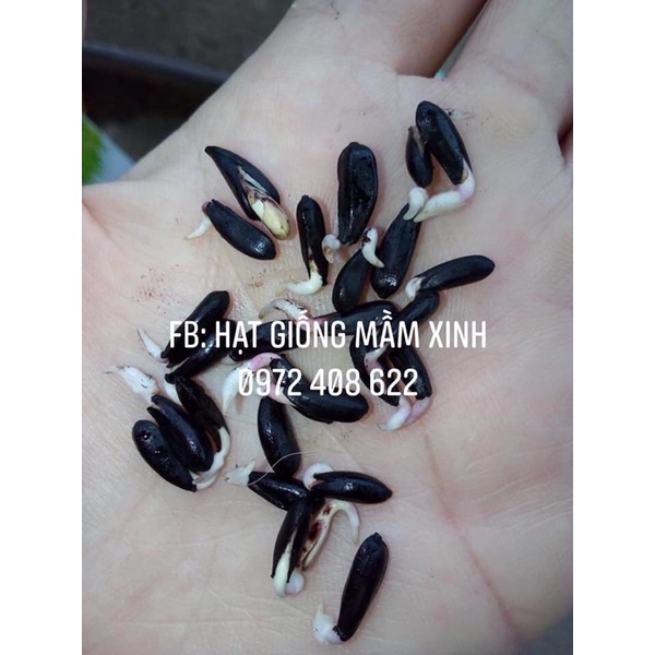 30 Hạt hướng dương lùn. Ảnh thật 100% khách trả hình nhé