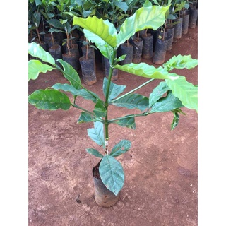 Cây giống cà phê
