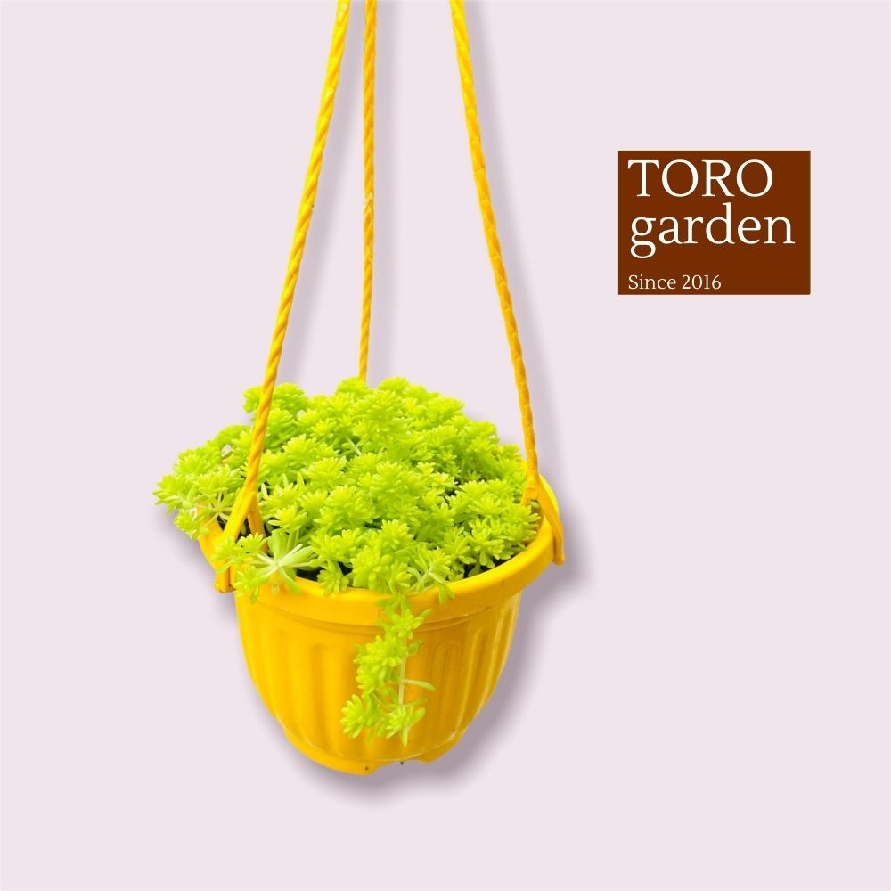 Sen đá sedum vàng trồng chậu treo Đà Lạt size 9cm cây cảnh trang trí nhà cửa Toro garden