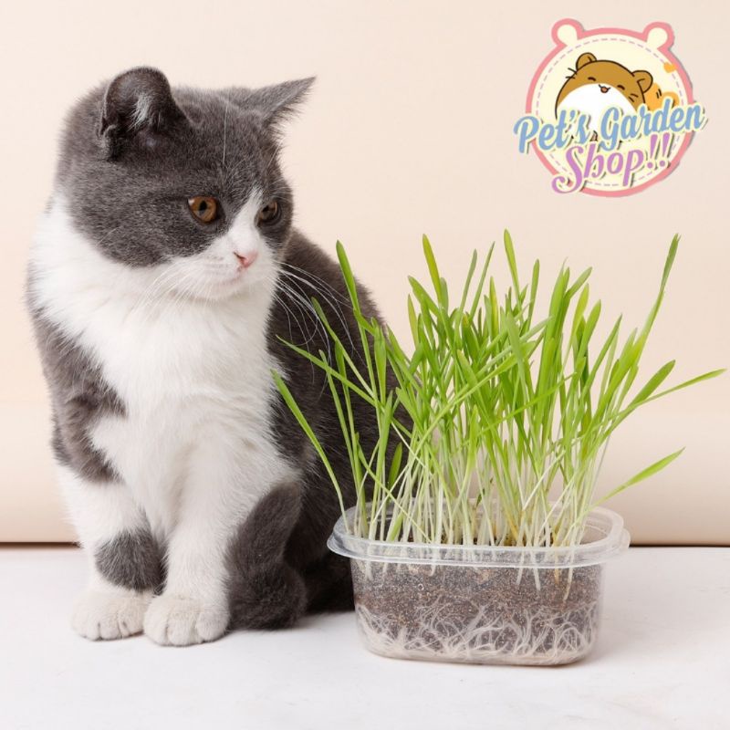 Hạt giống trồng cỏ lúa mì - Thức ăn cho mèo, hamster, thỏ...