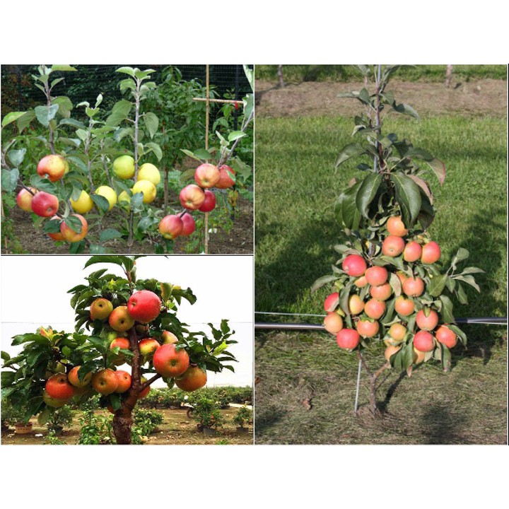 [GIÁ GỐC] Hạt giống táo đỏ lùn - 5 hạt