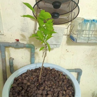 Cây Cherry Anh Đào Mỹ