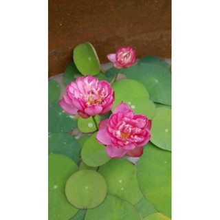 1 hạt sen nhật mini, hạt sen bát mini
