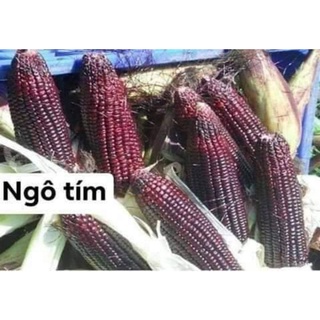 ngô tím nữ hoàng đỏ