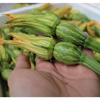 Hạt giống bí nụ - bí siêu quả non - giống tốt nhanh thu hoạch