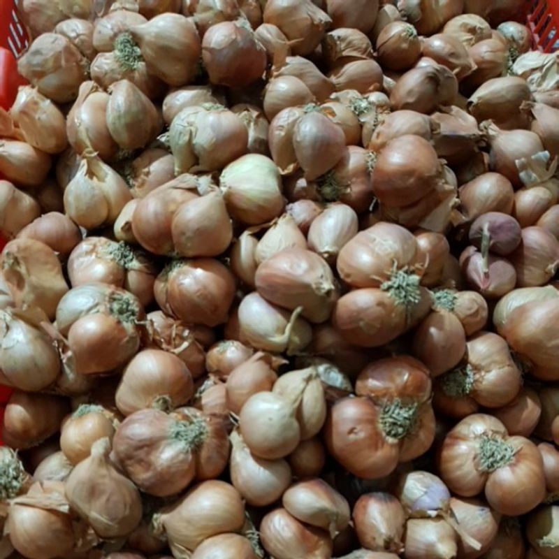 HÀNH BẮC KINH MÔN HẢI DƯƠNG