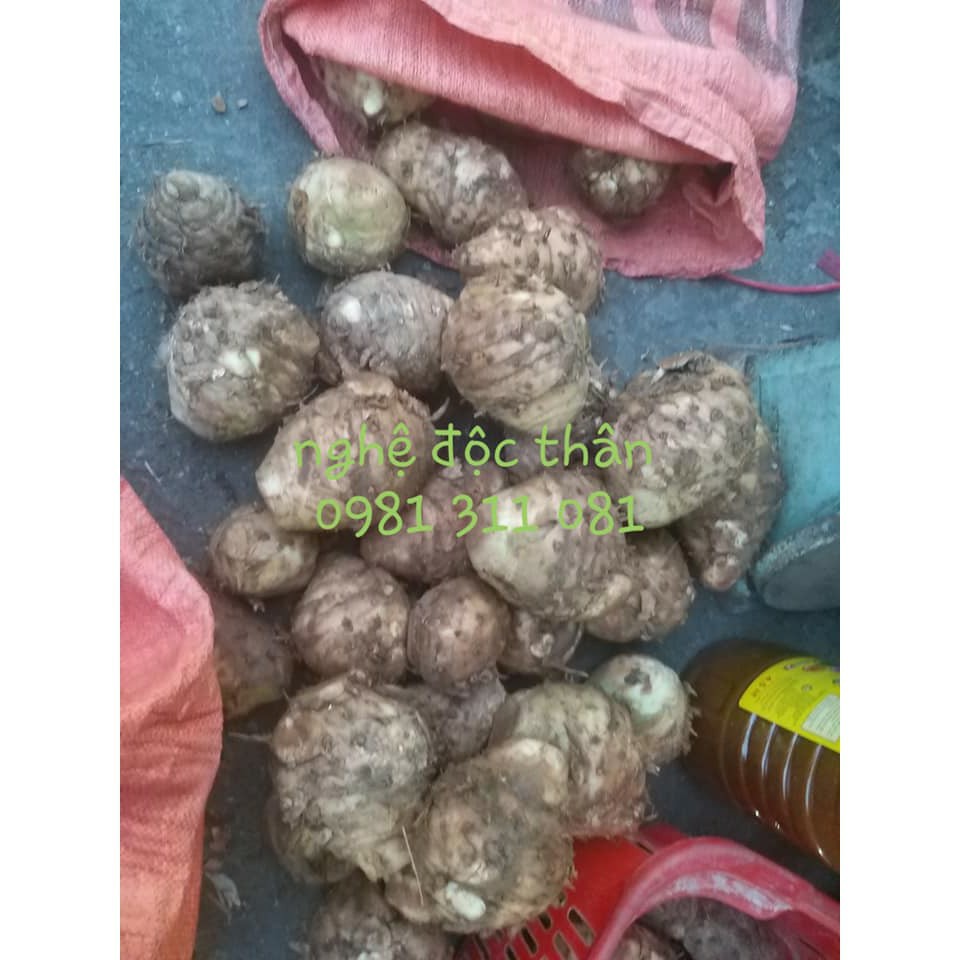 1kg Nghệ độc thân