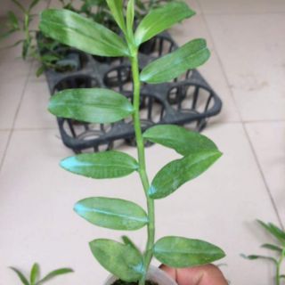 Dã Hạc 5CT họng Tím