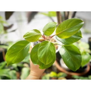 Trầu Bà | Philodendron White Knight