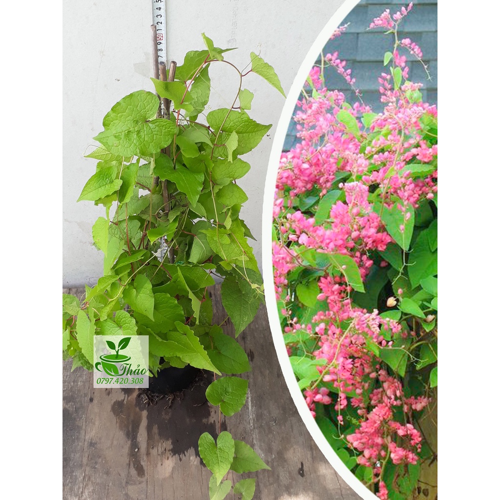 Cây Hoa Tigon (hoa tigon) Trồng Sân Vườn Đẹp