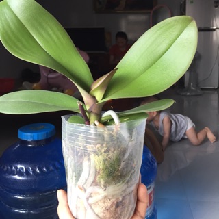 Hồ điệp đại thân tơ cắt ngồng