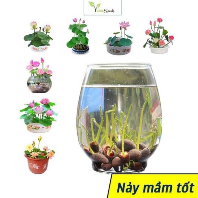 [10 HẠT] Hạt giống Hoa Sen Mini Dễ Trồng, Nhiều Màu, Tỷ Lệ Nảy Mầm Cao